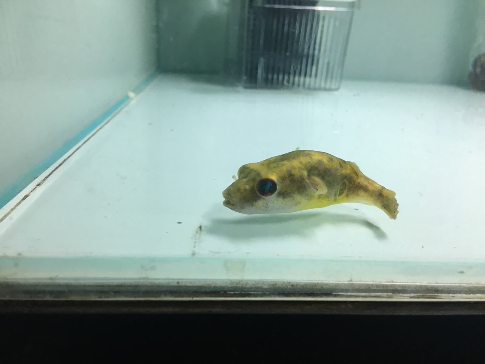 斑馬狗頭魚健康檢查頻率，如何判斷斑馬狗頭魚健康,水族箱水質(zhì)管理技巧分享 觀賞魚市場（混養(yǎng)魚） 第1張