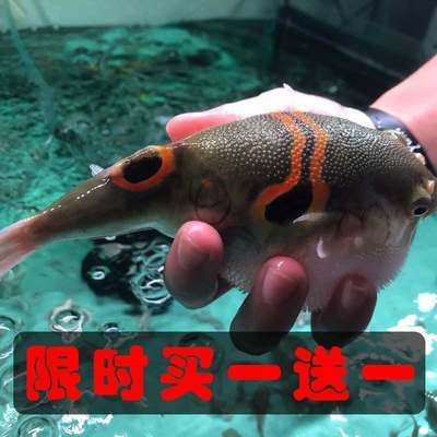 斑馬狗頭魚健康檢查頻率，如何判斷斑馬狗頭魚健康,水族箱水質(zhì)管理技巧分享 觀賞魚市場（混養(yǎng)魚） 第4張