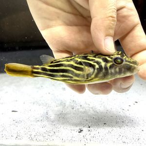 斑馬狗頭魚健康檢查頻率，如何判斷斑馬狗頭魚健康,水族箱水質(zhì)管理技巧分享 觀賞魚市場（混養(yǎng)魚） 第5張