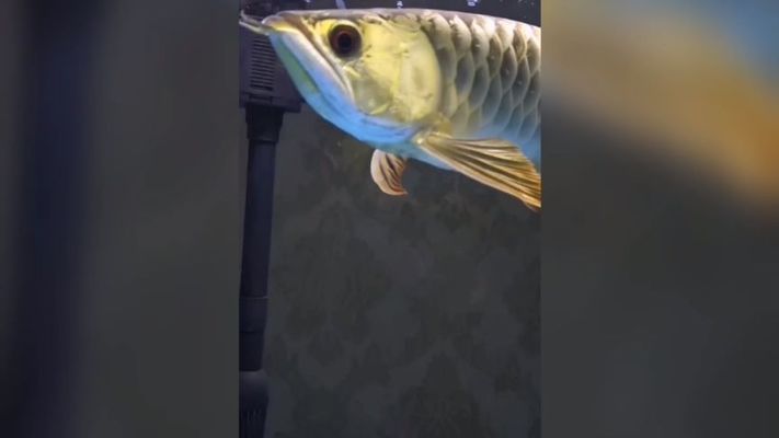 金龍魚魚缸尺寸圖，金龍魚的魚缸尺寸圖 魚缸百科 第2張