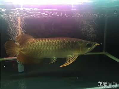 赤血紅龍的市場(chǎng)價(jià)格趨勢(shì)，赤血紅龍魚市場(chǎng)價(jià)格受多種因素影響赤血紅龍魚市場(chǎng)價(jià)格詳解 觀賞魚市場(chǎng)（混養(yǎng)魚） 第5張