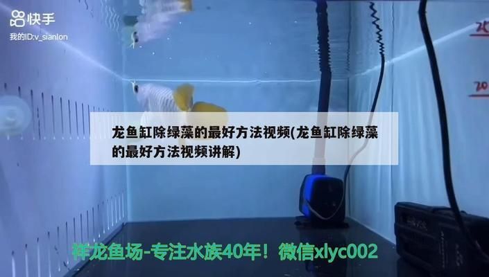 龍魚缸除綠藻，如何去除龍魚缸中的綠藻