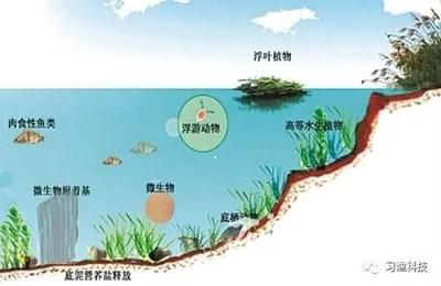 不同魚類光照需求的差異，不同種類的魚類對光照的需求差異 虎魚百科 第4張