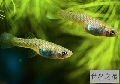 不同魚類光照需求的差異，不同種類的魚類對光照的需求差異 虎魚百科 第5張