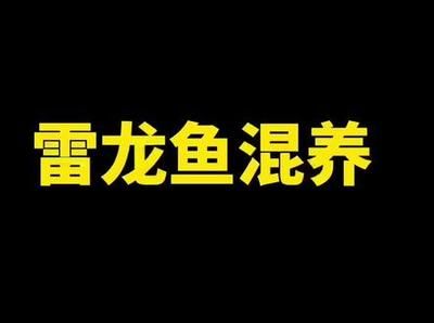 雷龍魚混養(yǎng)搭配指南，雷龍魚如何與雷龍魚混養(yǎng) 虎魚百科 第4張