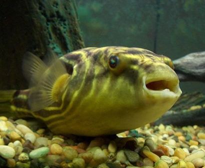 斑馬狗頭魚喂食頻率指南，斑馬狗頭魚喂食頻率指南， 觀賞魚市場（混養(yǎng)魚） 第2張