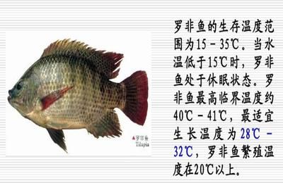 大日玉鯖魚繁殖缸水草選擇，大日玉鯖魚繁殖缸水草選擇指南 觀賞魚市場（混養(yǎng)魚） 第2張