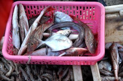 白子球鯊魚(yú)的食物來(lái)源，白子球鯊魚(yú)的天敵有哪些白子球鯊魚(yú)的天敵有哪些 觀賞魚(yú)市場(chǎng)（混養(yǎng)魚(yú)） 第4張