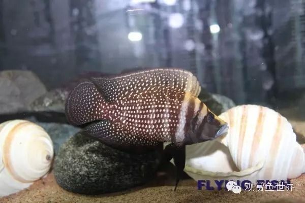 如何預(yù)防水族箱水質(zhì)問題，水族箱的水質(zhì)管理是確保魚類健康和水生生態(tài)系統(tǒng)平衡的關(guān)鍵 觀賞魚市場(chǎng)（混養(yǎng)魚） 第3張