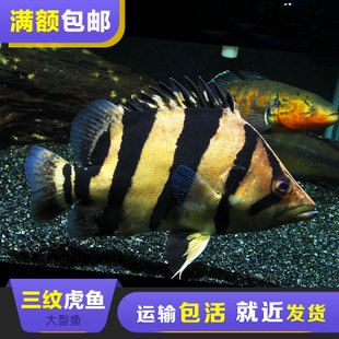 泰虎魚疾病預防措施，泰虎魚常見疾病早期癥狀預防措施，泰虎魚混養(yǎng)搭配技巧 虎魚百科 第3張