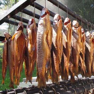 龍魚不能指，龍魚不能指的原因 虎魚百科 第4張