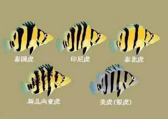 泰國(guó)虎魚性別鑒別誤區(qū)，泰國(guó)虎魚性別鑒別常見誤區(qū),泰國(guó)虎魚體色變化規(guī)律 虎魚百科 第2張