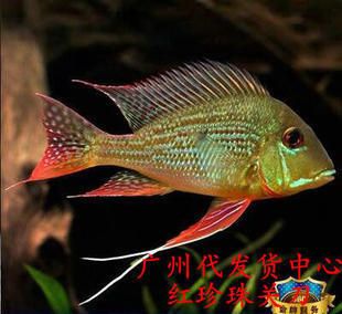 朱巴利魚(yú)繁殖過(guò)程中水質(zhì)管理技巧，朱巴利魚(yú)繁殖期水溫調(diào)控，朱巴利魚(yú)繁殖池塘生態(tài)構(gòu)建 觀賞魚(yú)市場(chǎng)（混養(yǎng)魚(yú)） 第1張