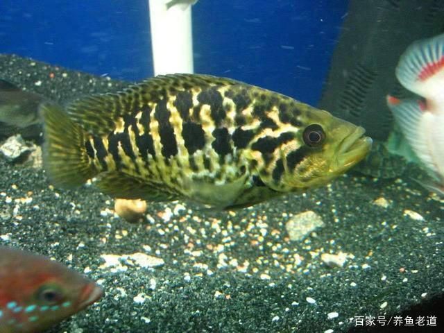 紅老虎魚混養(yǎng)最佳伴侶，紅老虎魚混養(yǎng)密度控制， 虎魚百科 第5張