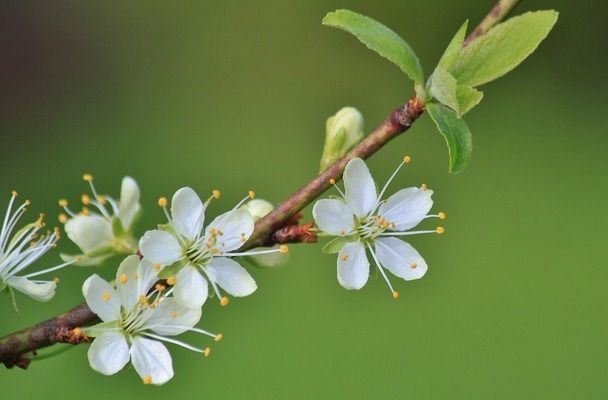 龍魚缸造景用什么水草最好，龍魚缸水草養(yǎng)護(hù)技巧