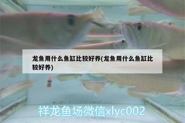 龍魚用什么魚缸比較好養(yǎng)活，如何選擇一個適合龍魚的魚缸 魚缸百科 第3張