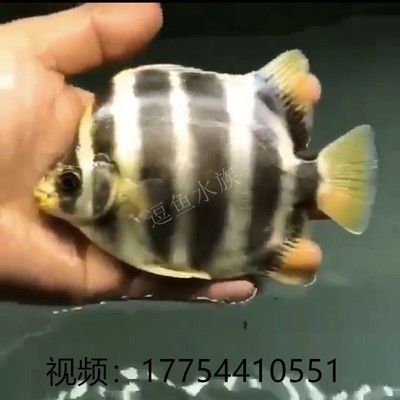 非洲金鼓魚(yú)食物選擇技巧，非洲金鼓魚(yú)是一種體型較大的觀賞魚(yú)飼養(yǎng)時(shí)需關(guān)注食物選擇技巧 觀賞魚(yú)市場(chǎng)（混養(yǎng)魚(yú)） 第5張