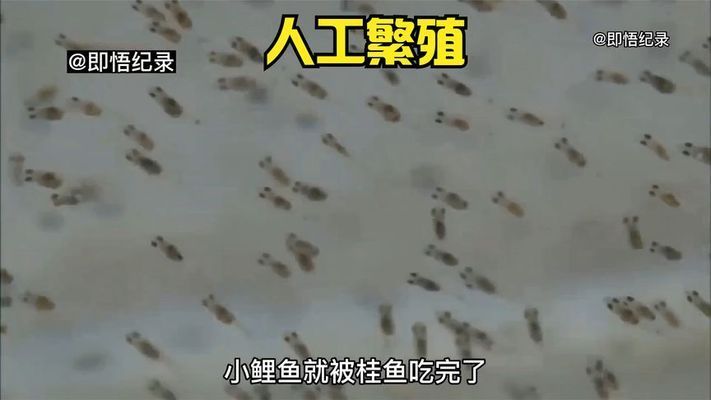 大日玉鯖魚(yú)繁殖成功率，大日玉鯖魚(yú)繁殖成功率提高大日玉鯖魚(yú)繁殖成功率 觀賞魚(yú)市場(chǎng)（混養(yǎng)魚(yú)） 第2張