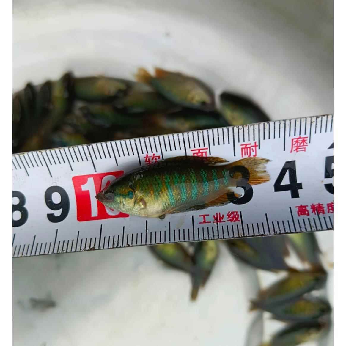 大日玉鯖魚(yú)繁殖成功率，大日玉鯖魚(yú)繁殖成功率提高大日玉鯖魚(yú)繁殖成功率 觀賞魚(yú)市場(chǎng)（混養(yǎng)魚(yú)） 第4張