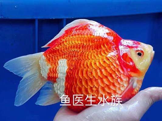 大日玉鯖魚(yú)繁殖成功率，大日玉鯖魚(yú)繁殖成功率提高大日玉鯖魚(yú)繁殖成功率 觀賞魚(yú)市場(chǎng)（混養(yǎng)魚(yú)） 第3張