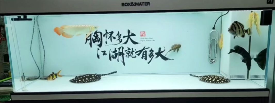 金龍魚怎么分辨高背過背，過背金龍魚與寶石龍魚的區(qū)別 龍魚百科 第5張