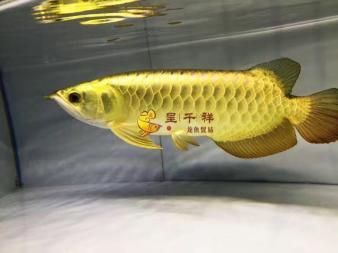 泰國虎魚攻擊性訓練方法，泰國虎魚最佳飼養(yǎng)環(huán)境,泰國虎魚馴餌技巧詳解 虎魚百科 第4張