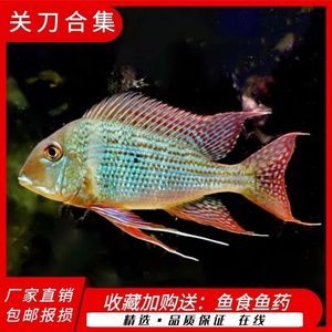 白子關(guān)刀魚幼魚最佳混養(yǎng)伙伴，白子關(guān)刀魚幼魚的最佳混養(yǎng)伙伴 觀賞魚市場（混養(yǎng)魚） 第5張