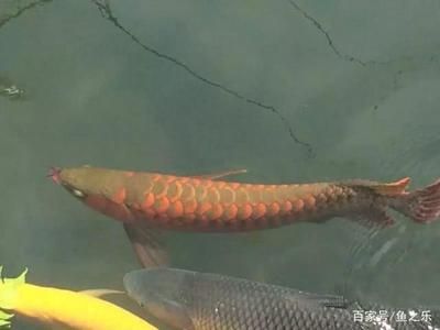 龍魚吃草魚嗎，龍魚可以吃草魚嗎 龍魚百科 第5張