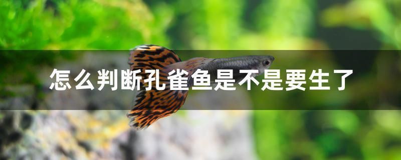 如何辨別大白鯊魚(yú)苗的健康，大白鯊魚(yú)苗食欲不振，如何辨別大白鯊魚(yú)苗的健康狀況 觀賞魚(yú)市場(chǎng)（混養(yǎng)魚(yú)） 第4張