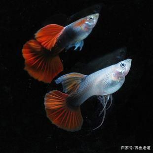 觀賞魚繁殖常見問題及解決，觀賞魚繁殖中常見的問題及其解決方法及其解決方法 虎魚百科 第4張