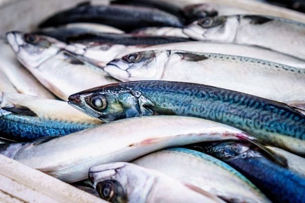 雷龍魚最佳飼料選擇，如何選擇雷龍魚的飼料