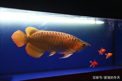 哪里能買到龍魚魚苗呢，如何購買龍魚魚苗