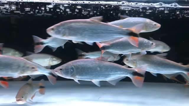 黃金河虎魚(yú)繁殖期飼料搭配，黃金河虎魚(yú)繁殖期飼料怎么搭配 虎魚(yú)百科 第3張