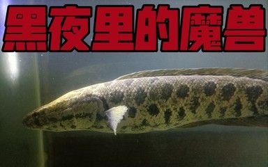 雷龍魚和烏魚區(qū)別，雷龍魚與烏魚市場(chǎng)價(jià)格對(duì)比 龍魚百科 第4張