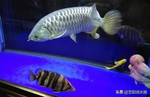 觀賞魚混養(yǎng)搭配技巧，關于觀賞魚混養(yǎng)搭配的技巧 虎魚百科 第5張