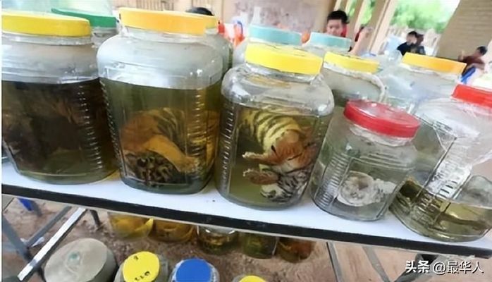 泰國(guó)虎魚繁殖常見疾病預(yù)防，泰國(guó)虎魚繁殖常見疾病預(yù)防摘要：泰國(guó)虎魚繁殖常見疾病預(yù)防 虎魚百科 第2張