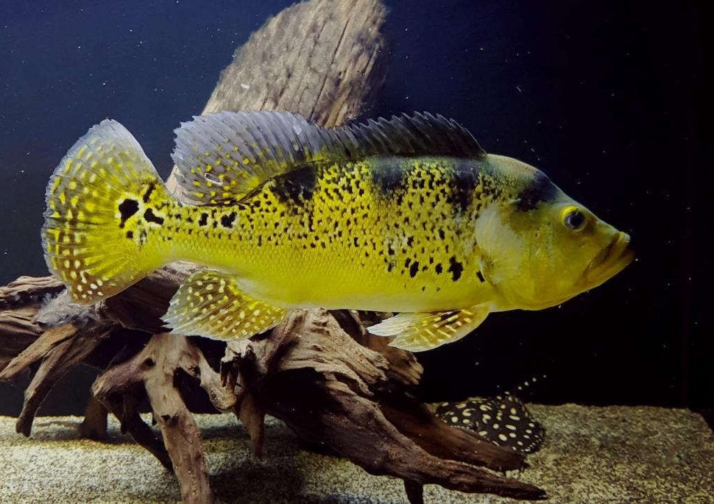 紅老虎魚繁殖水族箱尺寸，紅老虎魚的繁殖水族箱尺寸應根據其生長和繁殖需求來確定 虎魚百科 第2張