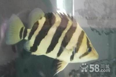 四紋虎魚飼料品牌對比，四紋虎魚飼料怎么選