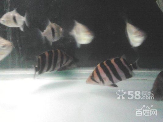 四紋虎魚飼料品牌對比，四紋虎魚飼料怎么選