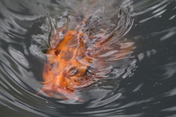 雷龍魚能跟錦鯉混養(yǎng)嗎，雷龍魚和錦鯉可以混養(yǎng)嗎 龍魚百科 第4張