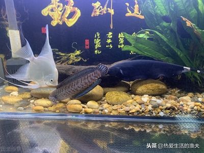 雷龍魚適宜的水溫范圍，雷龍魚水溫過高如何處理 觀賞魚市場（混養(yǎng)魚） 第4張