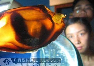 不同鯊魚卵孵化條件對(duì)比，鯊魚卵孵化條件上存在顯著差異 虎魚百科 第3張