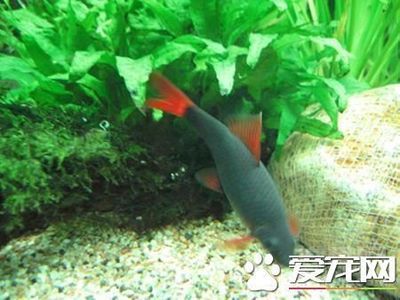 不同鯊魚卵孵化條件對(duì)比，鯊魚卵孵化條件上存在顯著差異 虎魚百科 第1張