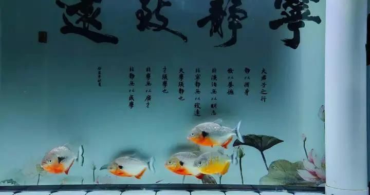 森森魚(yú)缸底濾水位怎樣才合適，如何判斷魚(yú)缸水位是否合適 魚(yú)缸百科 第6張