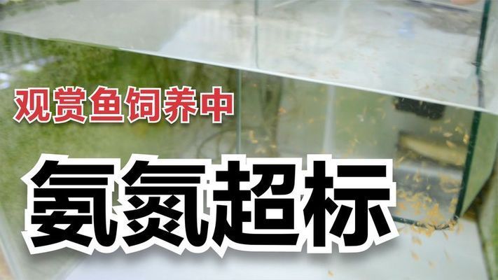 泰國雪鯽魚繁殖后如何控制氨含量，泰國雪鯽魚繁殖后怎樣控制氨含量 觀賞魚市場（混養(yǎng)魚） 第5張