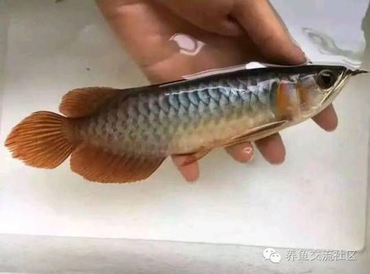 龍魚怎么分辨老頭魚真假，如何判斷龍魚的真假