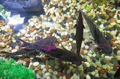 白化火箭魚飼料選擇指南，白化幽靈火箭魚飼料選擇指南， 觀賞魚市場(chǎng)（混養(yǎng)魚） 第1張