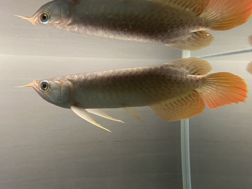 虎紋銀板魚食物選擇指南，虎紋銀板魚的食物選擇指南 虎魚百科 第5張