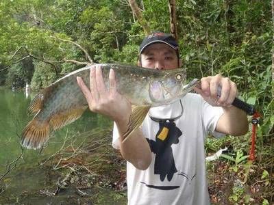 龍魚(yú)吃的很少，如何判斷龍魚(yú)健康狀態(tài) 龍魚(yú)百科 第4張