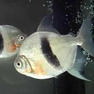 粗線銀板魚苗幼魚飼料搭配，粗線銀板魚幼魚飼料搭配建議粗線銀板魚幼魚飼料喂食技巧 觀賞魚市場(chǎng)（混養(yǎng)魚） 第1張